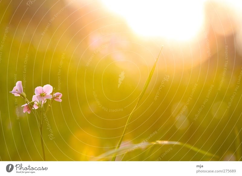 Flower on the meadow Plant Sun Sunrise Sunset Sunlight Spring Beautiful weather Grass Garden Meadow Esthetic Exceptional Fantastic Warmth Yellow Gold Emotions