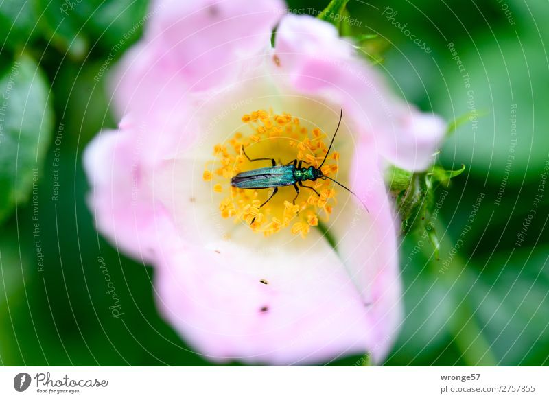 Käfer's Sunday Breakfast | Tischlein deck dich Nature Plant Animal Summer Rose Blossom Wild plant Rose hip Wild animal Beetle 1 Blossoming Fragrance To feed