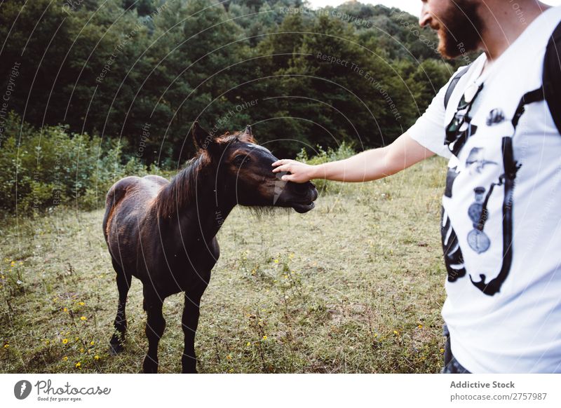 Cheerful man stroking foal Man Foal Horse Small Farm Grass Brown Ranch Landscape Beauty Photography Animal Nature Green Meadow Beautiful Large-scale holdings