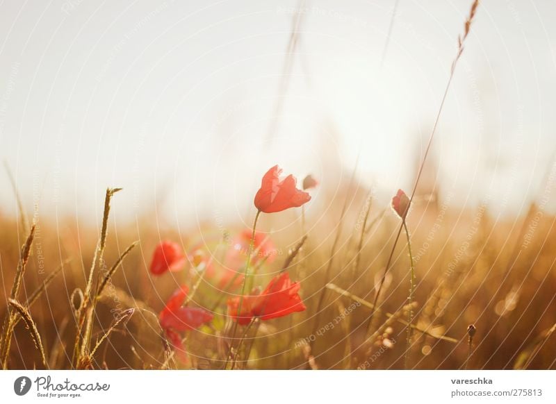 In cornfield 1 Environment Nature Landscape Plant Horizon Sunrise Sunset Summer Flower Grass Blossom Wild plant Poppy blossom Meadow Field Cornfield Deserted