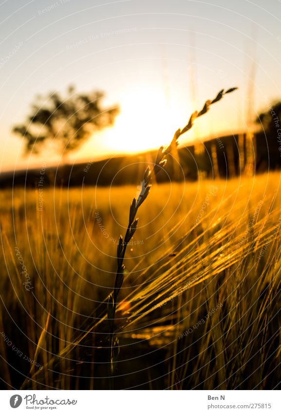 summer II Nature Plant Cloudless sky Sunrise Sunset Tree Grass Field Village Fly 1 Animal Uniqueness Dream Environment Idyll Colour photo Exterior shot