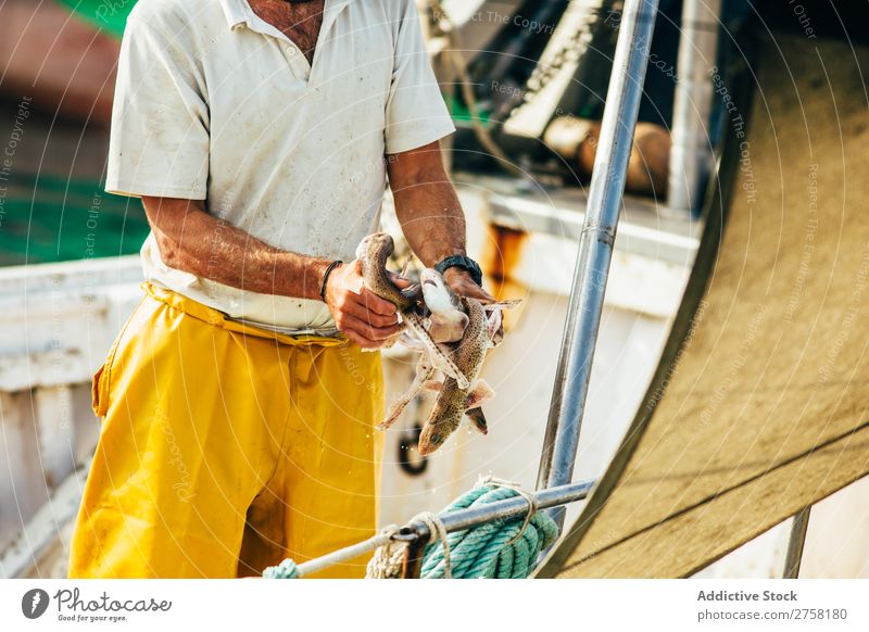 Man holding small fish Fish Animal Blue Box Diet Food Fresh Healthy Horizontal Ice Industry marine Markets Mediterranean Nature Nutrition Ocean palamos