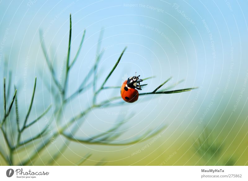 ladybug Nature Plant Animal Sky Horizon Sunrise Sunset Sunlight Summer Climate Beautiful weather Flower Grass Leaf Blossom Agricultural crop Garden Field