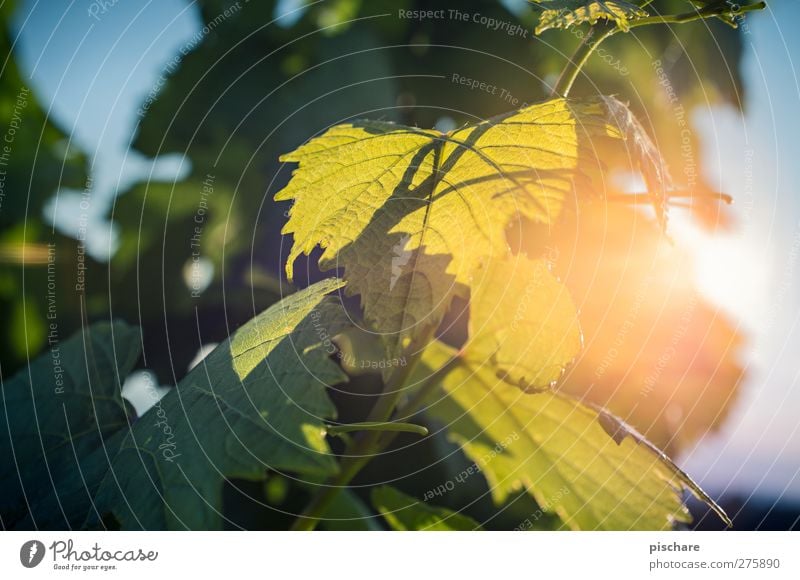 Wine Nature Sunlight Summer Plant Leaf Agricultural crop Warmth Green Vine Exterior shot Close-up Detail Light Light (Natural Phenomenon) Sunrise Sunset