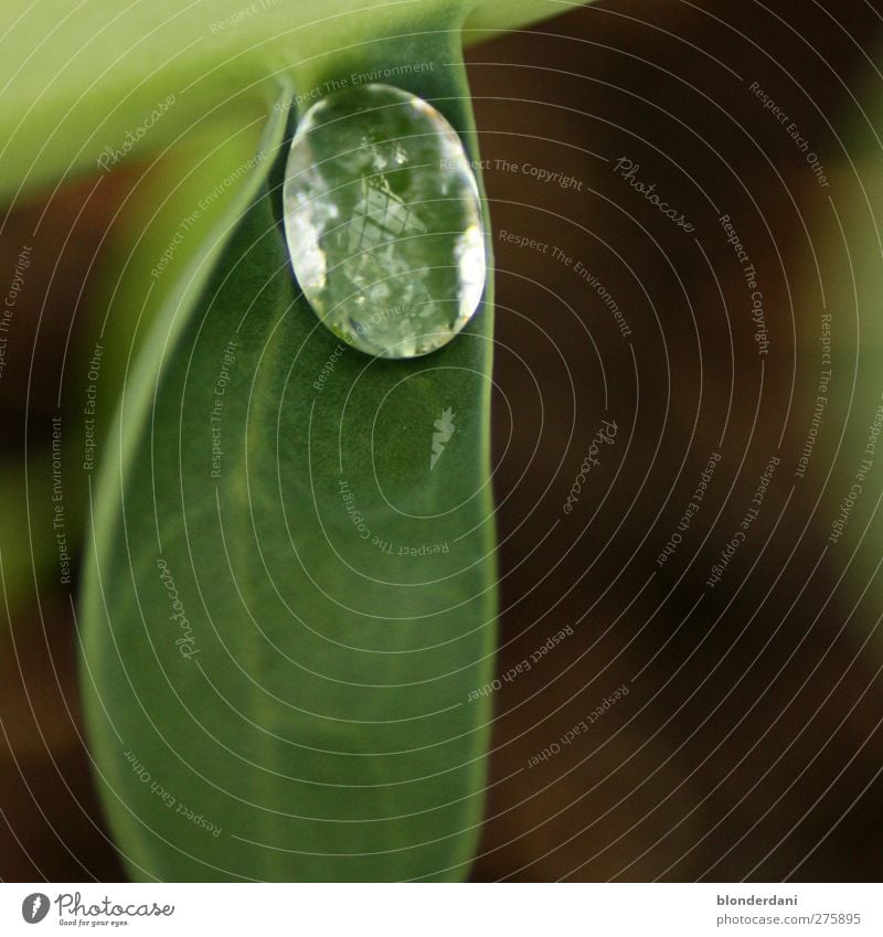 Kohlrabi! Food Vegetable Drinking water Nature Drops of water Summer Plant Leaf Water Glittering Fresh Green Silver Calm Alcoholism Mysterious Reflection