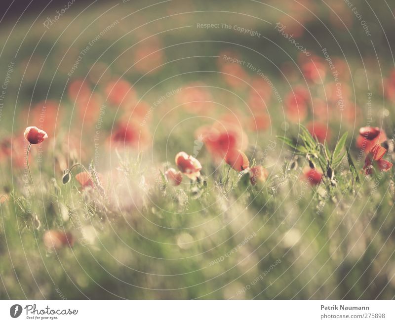 Summer adé Environment Nature Landscape Plant Sun Sunrise Sunset Sunlight Climate Beautiful weather Grass Bushes Blossom Agricultural crop Poppy Poppy blossom