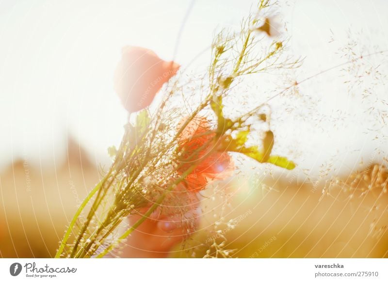 In cornfield 2 Hand Environment Plant Flower Blossom Wild plant Bouquet Poppy Poppy blossom Summer Meadow Field Warmth Yellow Gold Colour photo Multicoloured