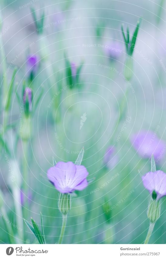 sea of blossoms Environment Nature Plant Spring Summer Flower Blossom Beautiful Green Violet Calyx Flower stem Blossom leave Colour photo Exterior shot