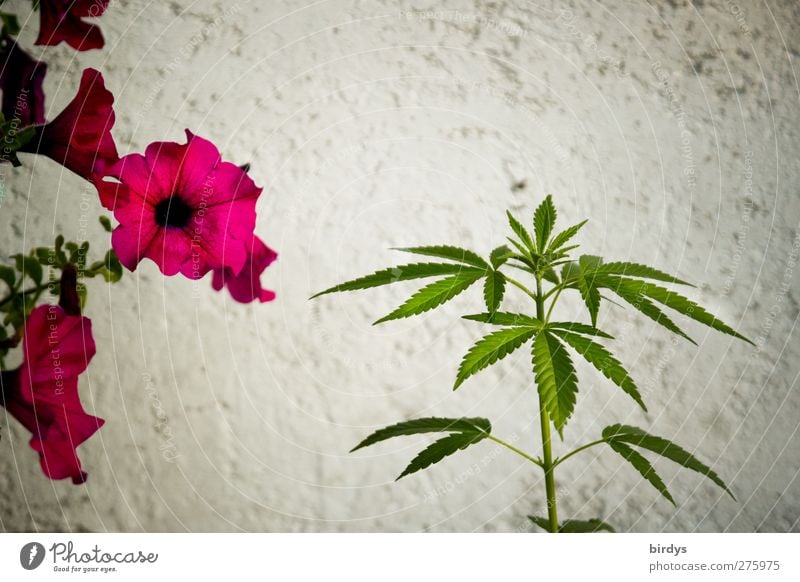 useful hemp Summer Plant Flower Hemp Blossom Pot plant Wall (barrier) Wall (building) Blossoming Fragrance Growth Esthetic Beautiful Green Red White