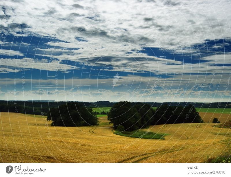 Great Plains of Central Germany Environment Nature Landscape Plant Sky Clouds Horizon Climate Weather Beautiful weather Tree Grain field Field Blue Yellow Green