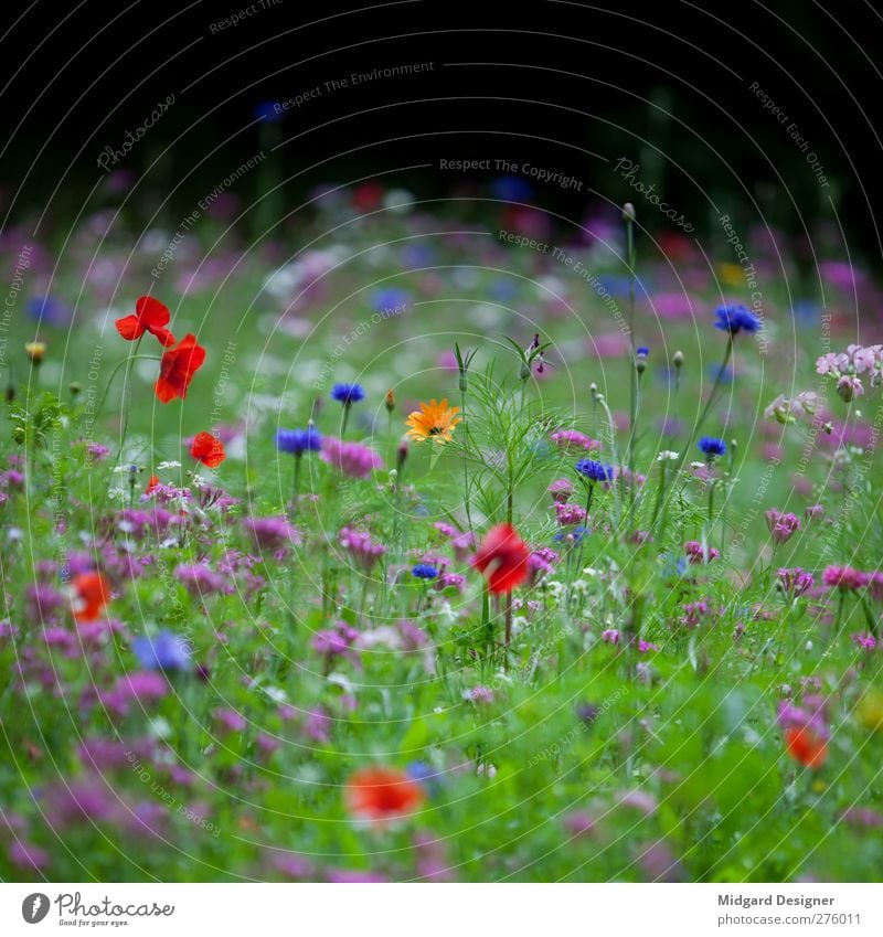 Rare Yellow Environment Nature Plant Spring Summer Blossom Creativity Joy Meadow Meadow flower Red Blue Green Blur Grass Fresh Square Relaxation Colour photo