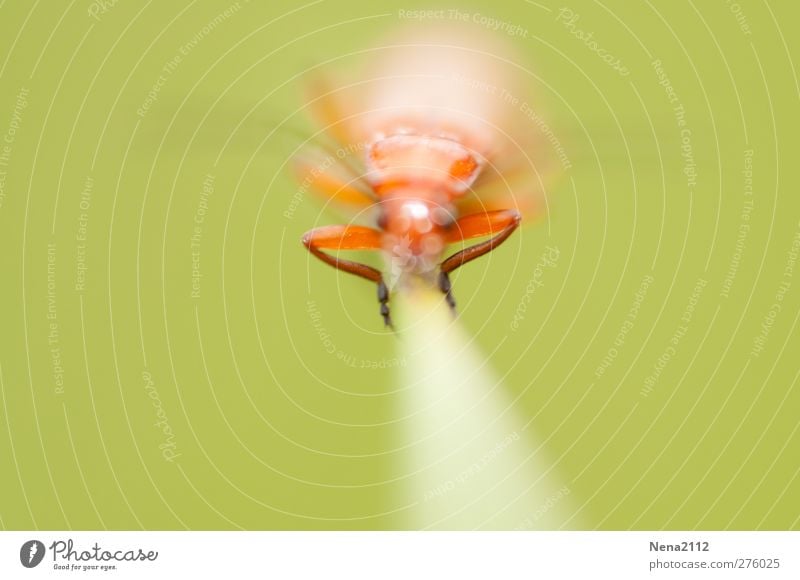 Everything under control! Animal Grass 1 To hold on Orange Insect Beetle Leg of a beetle Door handle Grasp Balance Blade of grass Vertigo Colour photo