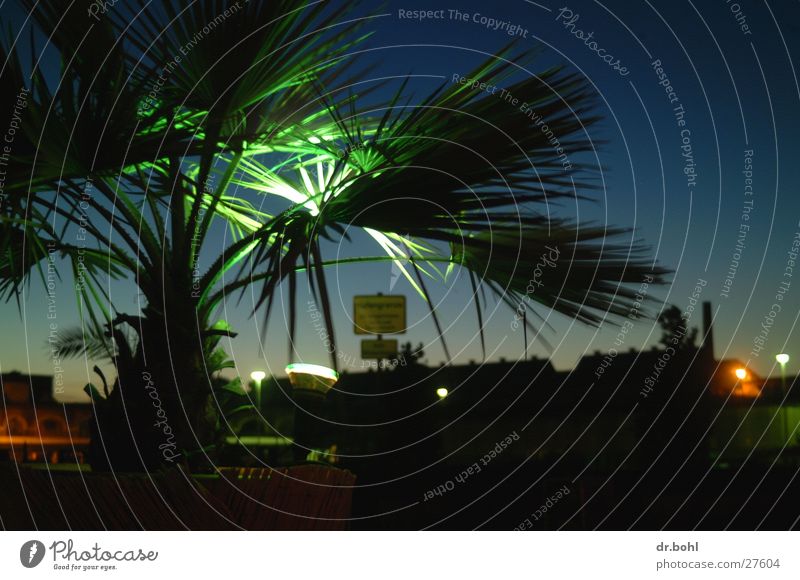 Palms in Northern Germany Palm tree Twilight Visual spectacle Long exposure beach parlour