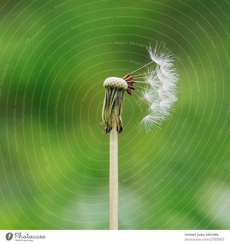 dandelion flower plant Dandelion Flower Plant seed Floral Garden Nature Decoration Abstract Consistency Soft Exterior shot background romantic fragility