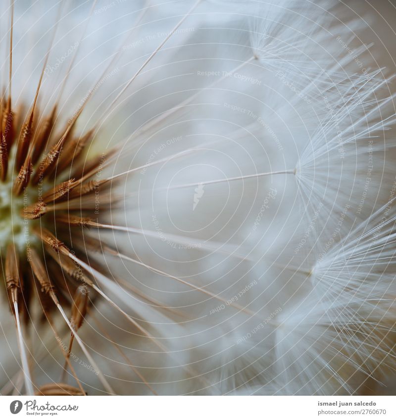 dandelion flower plant Dandelion Flower Plant seed Floral Garden Nature Decoration Abstract Consistency Soft Exterior shot background romantic fragility