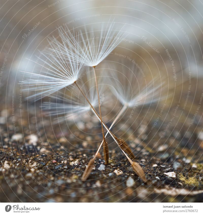 dandelion flower seed Dandelion Flower Plant Floral Garden Nature Decoration Abstract Consistency Soft Exterior shot background romantic fragility