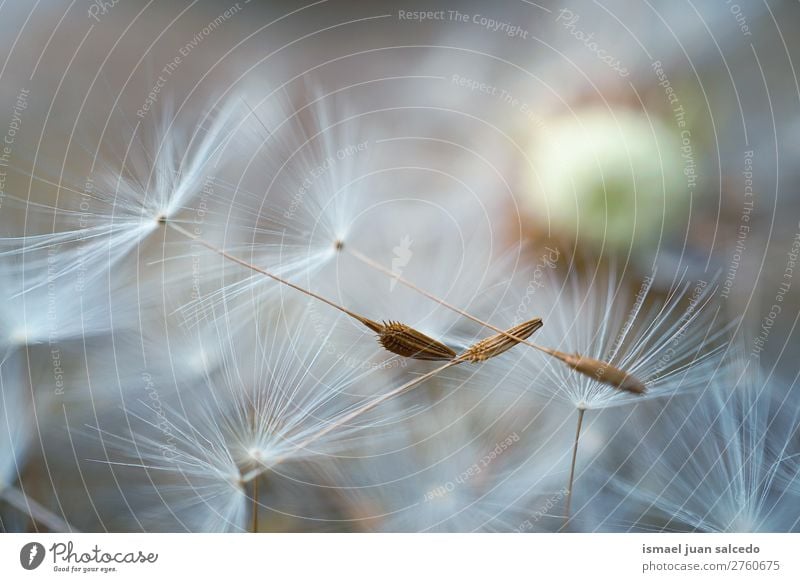 dandelion flower plant Dandelion Flower Plant seed Floral Garden Nature Decoration Abstract Consistency Soft Exterior shot background romantic fragility