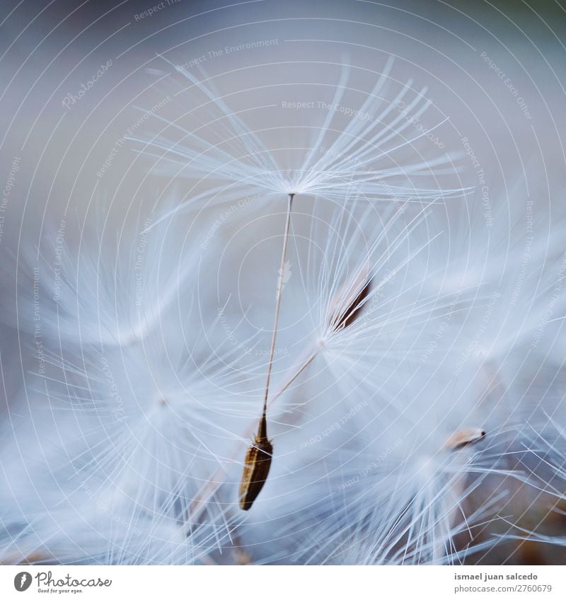 dandelion flower seed Dandelion Flower Plant Floral Garden Nature Decoration Abstract Consistency Soft Exterior shot background romantic fragility