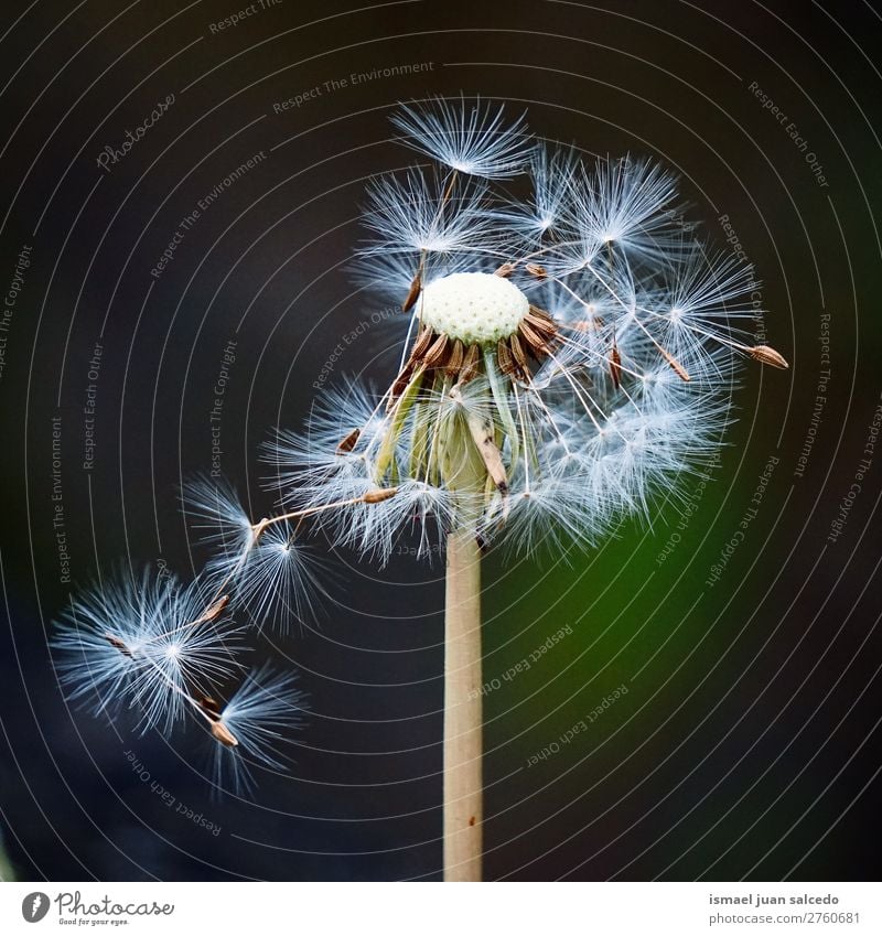 dandelion flower plant Dandelion Flower Plant seed Floral Garden Nature Decoration Abstract Consistency Soft Exterior shot background romantic fragility