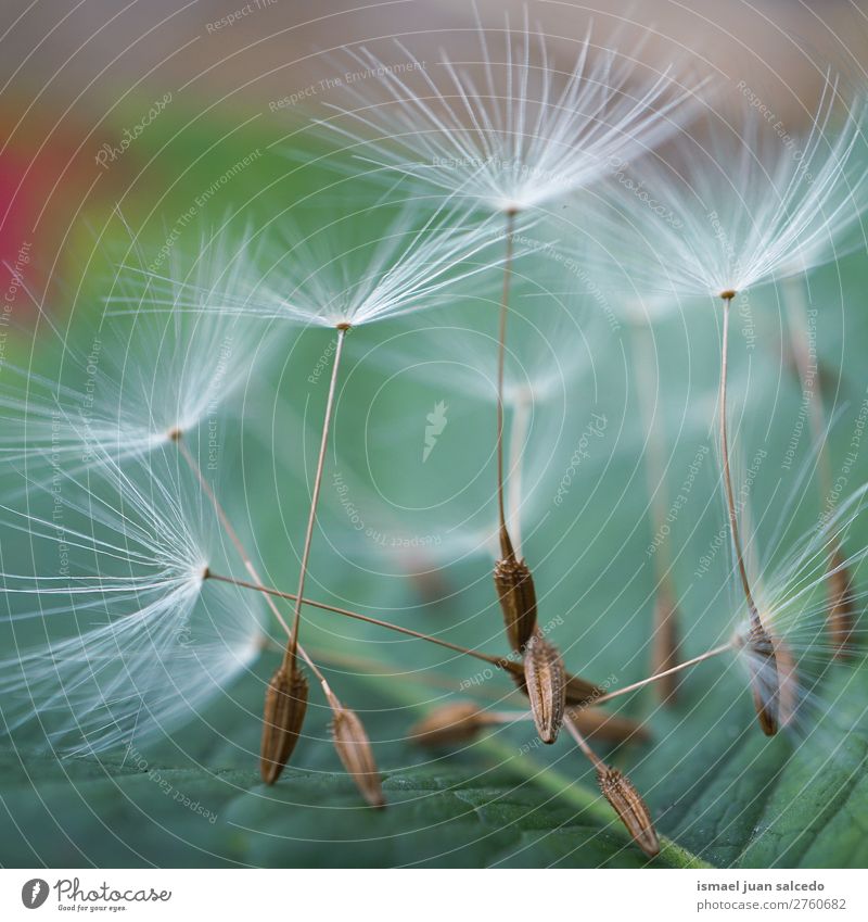 dandelion flower seed Dandelion Flower Plant Floral Garden Nature Decoration Abstract Consistency Soft Exterior shot background romantic fragility