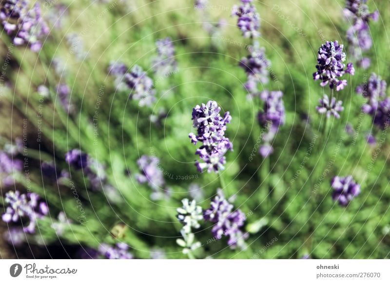 from above Nature Plant Blossom Lavender Garden Fragrance Violet Colour photo Exterior shot Deserted Sunlight Shallow depth of field Bird's-eye view