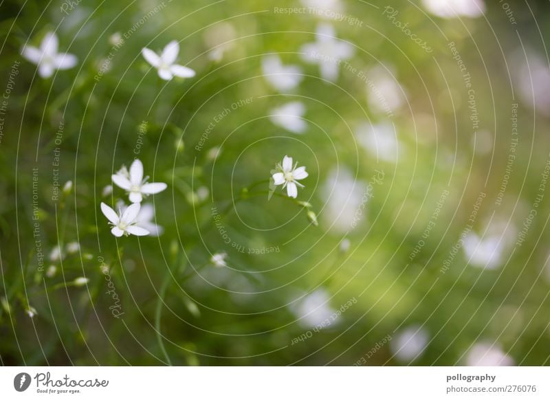 Flower Power (IV) Environment Nature Plant Spring Summer Beautiful weather Grass Bushes Leaf Blossom Foliage plant Garden Park Meadow Blur Dreamily Blossoming