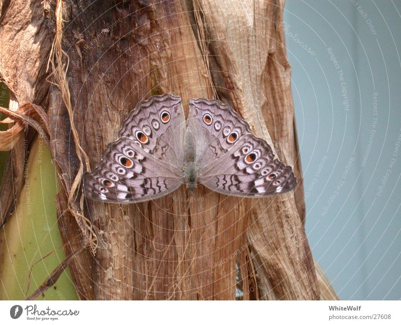 Butterfly 5 Macro (Extreme close-up) Animal Flying Wing Judder Sit Summer Papiliorama Exterior shot