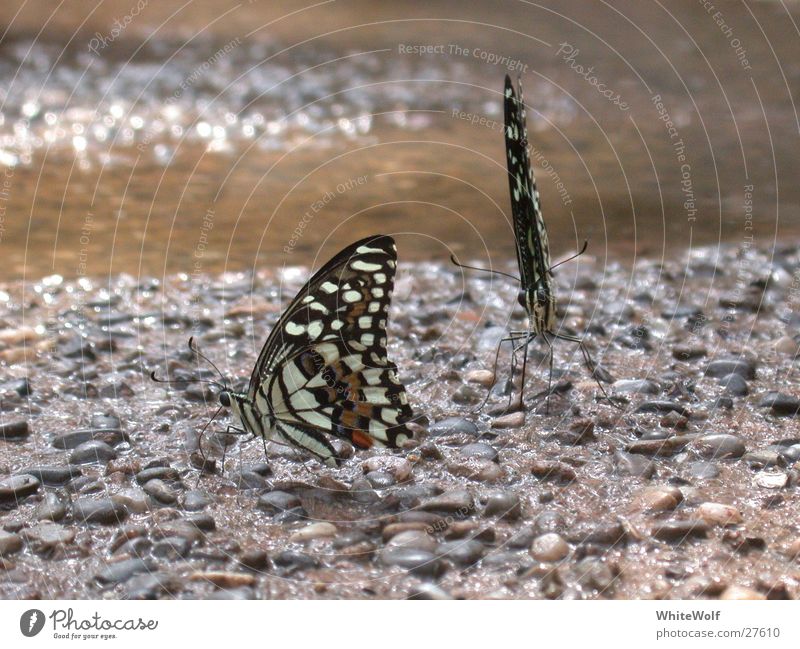 Butterfly 3 Macro (Extreme close-up) Animal Flying Wing Judder Sit Close-up Beautiful Papiliorama Exterior shot