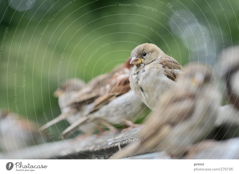 Alone Among Many Environment Nature Animal Wild animal Bird Group of animals Gray Green Sparrow Songbirds Row Colour photo Exterior shot Deserted