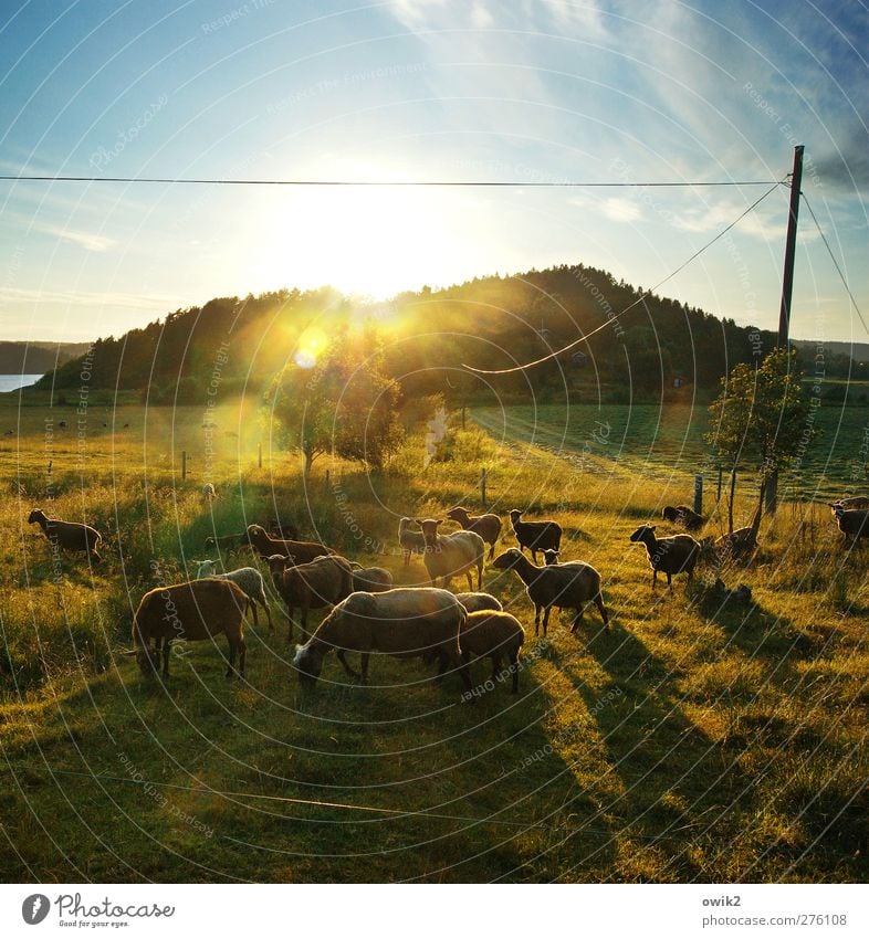 picnic Energy industry Cable Electricity pylon Environment Nature Landscape Plant Animal Sky Horizon Climate Weather Beautiful weather Tree Grass Bushes Meadow