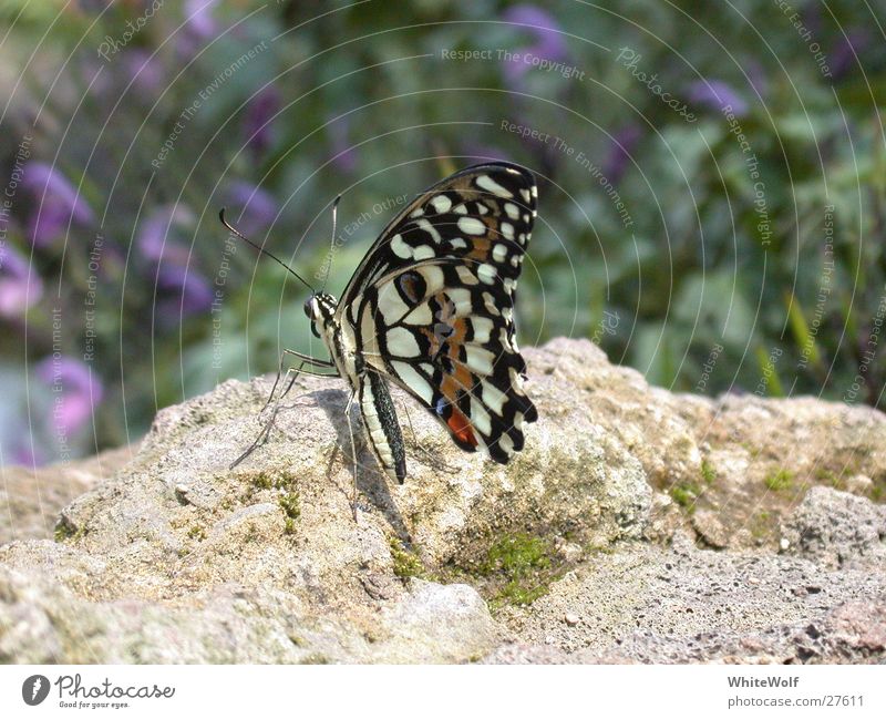 Butterfly 2 Macro (Extreme close-up) Animal Flying Wing Judder Sit Close-up Switzerland Papiliorama Exterior shot