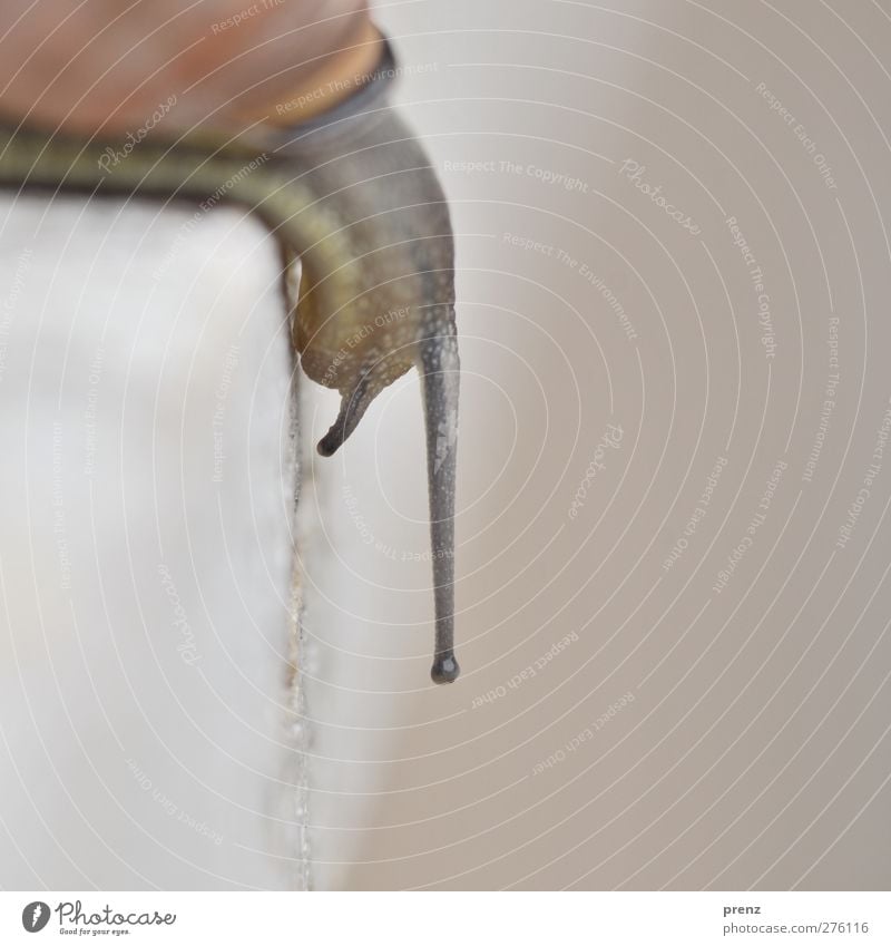 snail Environment Nature Animal Wild animal Snail 1 Brown Gray Feeler Wall (building) Downward Colour photo Exterior shot Deserted Day Blur