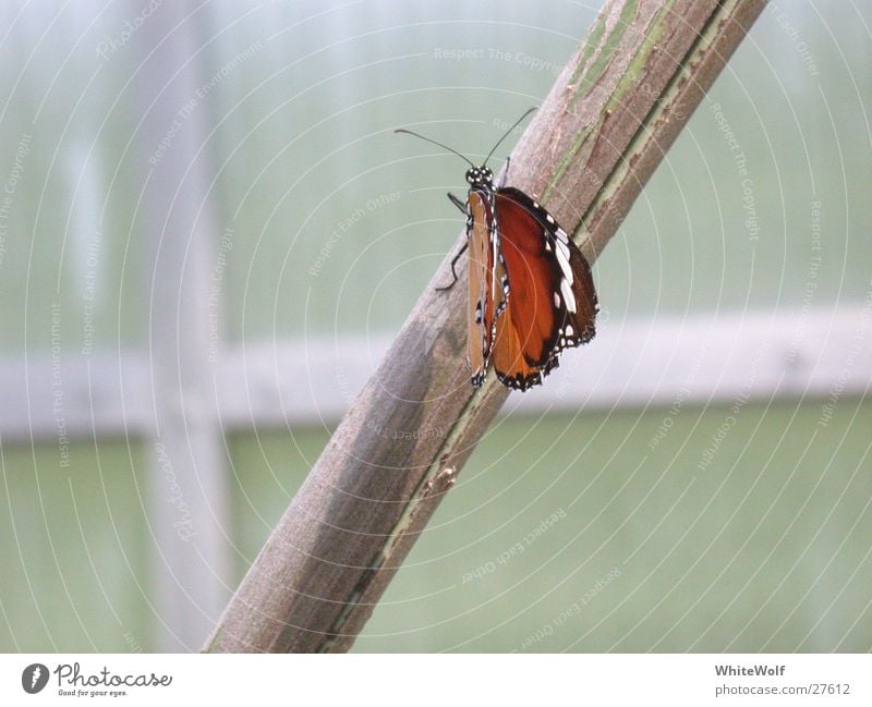 Butterfly 1 Macro (Extreme close-up) Animal Flying Wing Judder Sit Close-up Beautiful Papiliorama Exterior shot