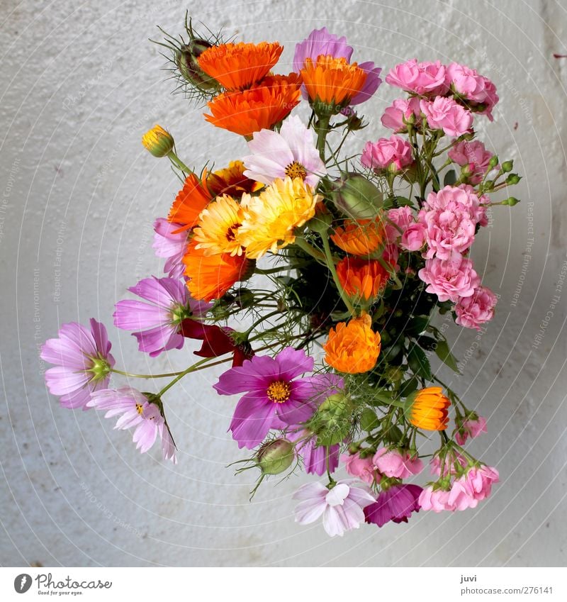 garden flowers Plant Flower Rose Blossom Wild plant Bouquet Concrete Gray Green Violet Orange Pink Still Life Marigold Daisy Family Colour photo Exterior shot