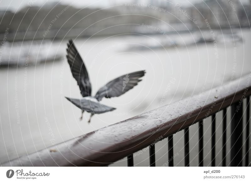 www.ichmussweg.de Vacation & Travel Tourism London Wild animal Pigeon 1 Animal Flying Cold Blue Gray White Optimism Adventure Effort Themse Banister Bird