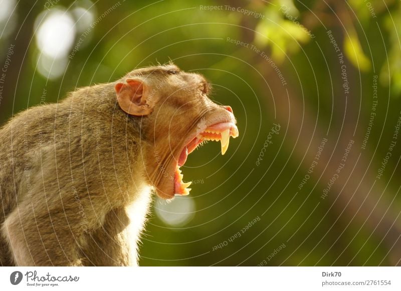 display behaviour Nature Beautiful weather Tree Park Forest Virgin forest Madras Tamil Nadu India Wild animal Monkeys Indian monkey hat Show your teeth 1 Animal