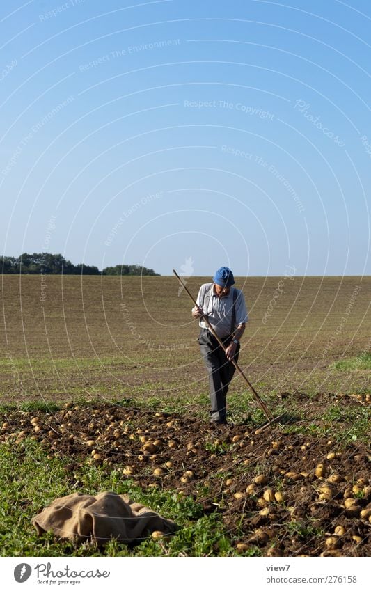 potato crop Work and employment Workplace Agriculture Forestry Human being Masculine Grandfather Senior citizen 1 45 - 60 years Adults 60 years and older Nature