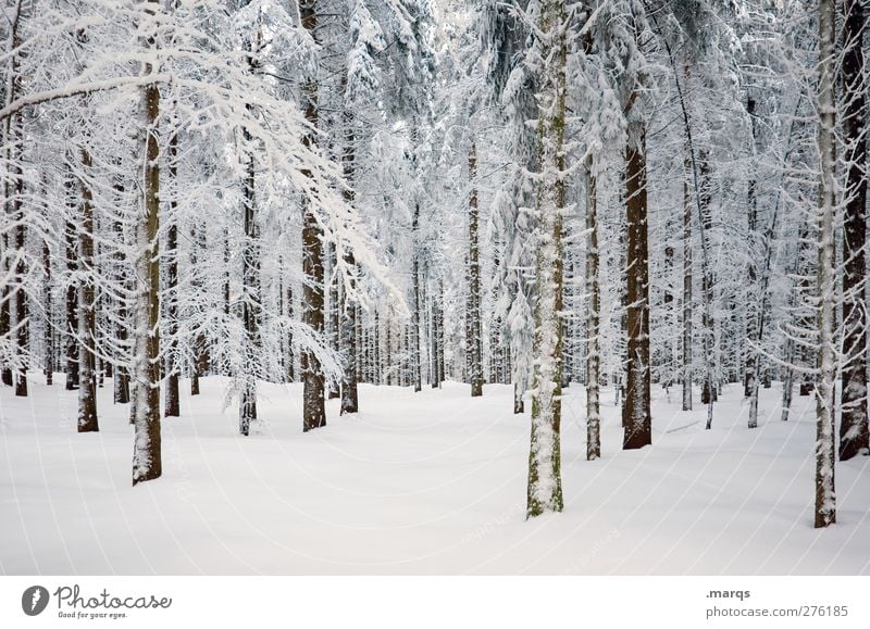 Cool Environment Nature Landscape Plant Winter Climate Climate change Ice Frost Snow Tree Forest Cold Beautiful White Emotions Colour photo Exterior shot