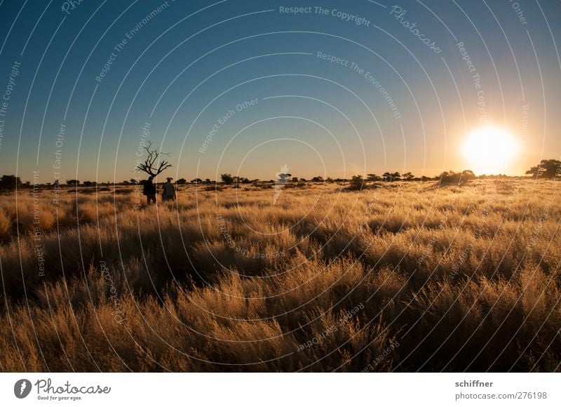 Kalahari Environment Nature Landscape Cloudless sky Sunrise Sunset Sunlight Beautiful weather Drought Plant Grass Bushes Desert Calm Esthetic Tourism