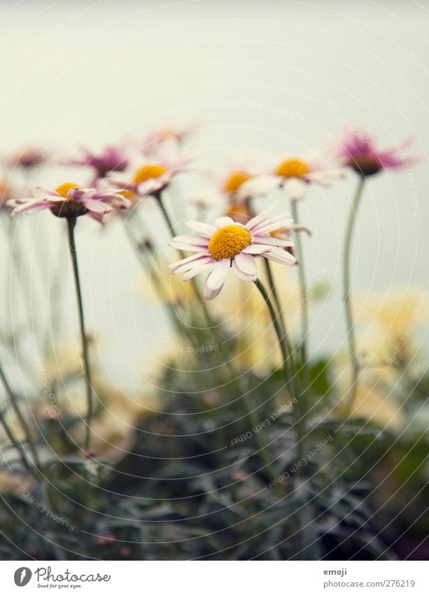 pastel Environment Nature Landscape Plant Spring Flower Natural Pastel tone Colour photo Exterior shot Close-up Detail Macro (Extreme close-up) Day