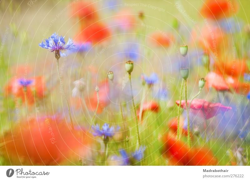 summer meadow Nature Landscape Plant Summer Flower Grass Blossom Poppy Poppy field Cornflower Meadow Blossoming Blue Multicoloured Red Ease Blur Depth of field