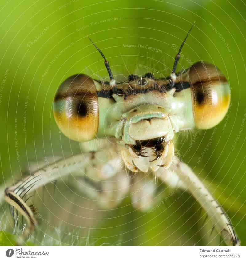 dragonfly Tool Wait Large Fear Animosity Aggression Threaten Dragonfly Land-based carnivore Mouth open Bad guy mouth Macro (Extreme close-up)