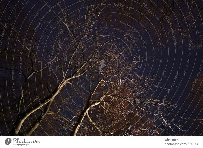 Treetops at night Nature Sky Europe Germany Dark Tall Blue Black Stars Starry sky Night Long exposure Universe Earth Looking Above Upward Dream Dream world