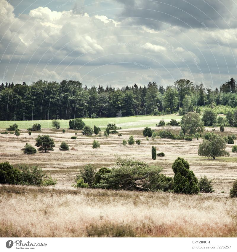 View of...on the ass of the heath Vacation & Travel Tourism Trip Freedom Environment Nature Landscape Plant Animal Summer Bad weather Tree Grass Foliage plant