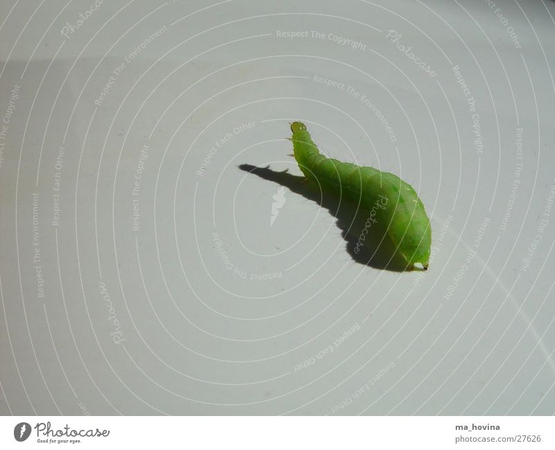 caterpillar01 Insect Green Caterpillar Escape Shadow