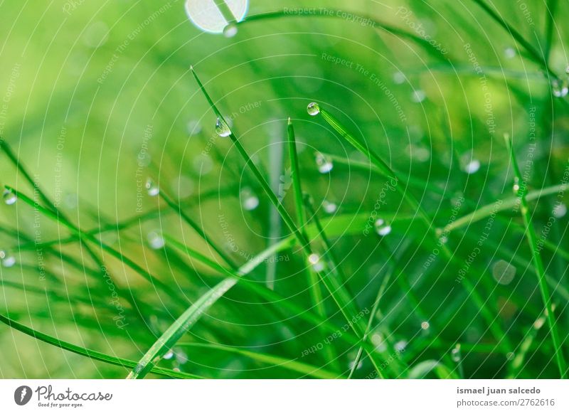 drops on the green leaves Grass Plant Leaf Green Drop raindrop Glittering Bright Garden Floral Nature Abstract Consistency Fresh Exterior shot background