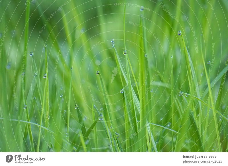 drops on the green leaves Grass Plant Leaf Green Drop raindrop Glittering Bright Garden Floral Nature Abstract Consistency Fresh Exterior shot background