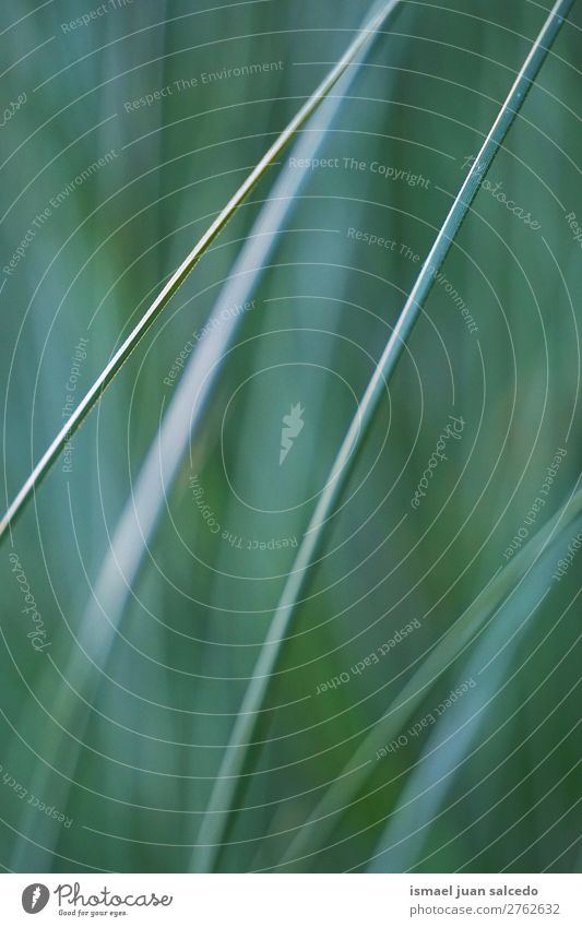 green leaves texture Plant Leaf Green Garden Floral Nature Decoration Abstract Consistency Fresh Exterior shot background Beauty Photography fragility spring