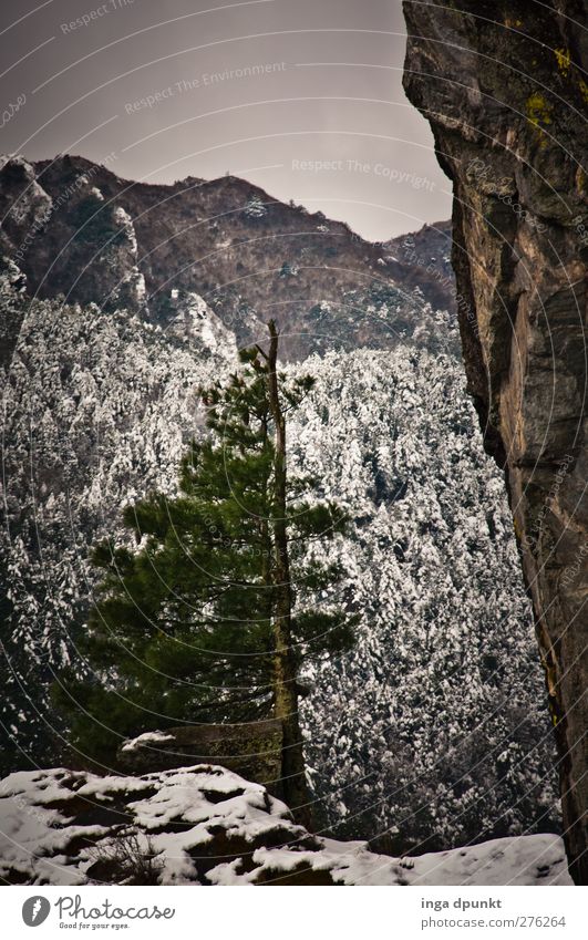 Weatherproof Environment Nature Clouds Winter Climate Bad weather Ice Frost Snow Tree Coniferous trees timber line Cervice Slope Rock Mountain Peak China Yunnan