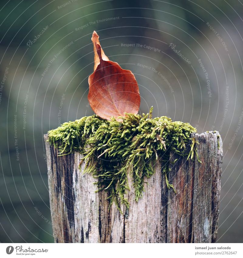 brown leaf on the trunk Leaf Brown Nature Abstract Consistency Exterior shot background Beauty Photography fragility Autumn fall Winter